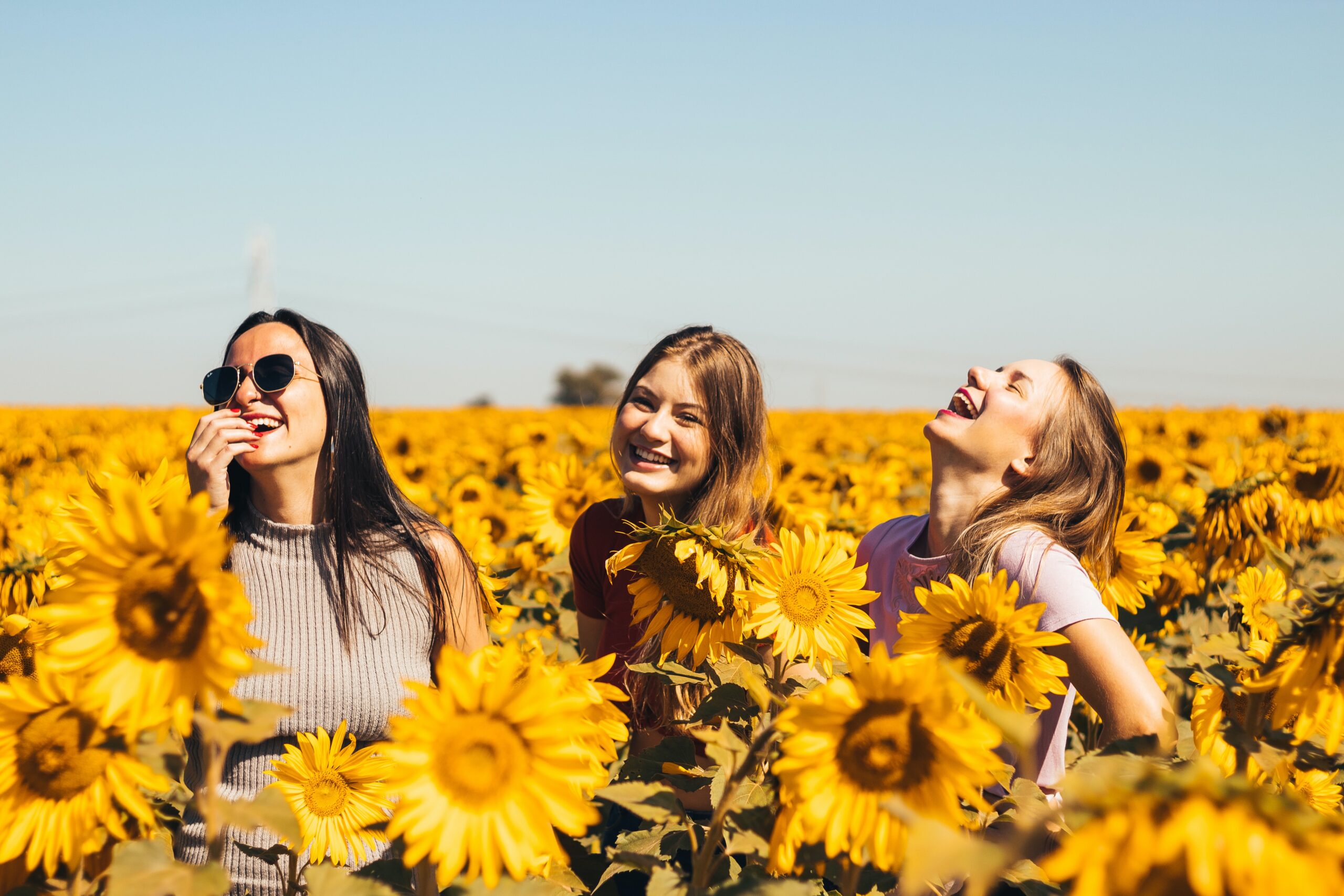 Three women with long hair laughing in a sea of sunflowers, sunny day, blue sky.